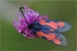 <p>VŘETENUŠKA MOKŘADNÍ (Zygaena trifolii) Šluknovsko - Rybničtě ---- /Five-spot burnet - Sumpfhornklee-Widderchen/</p>